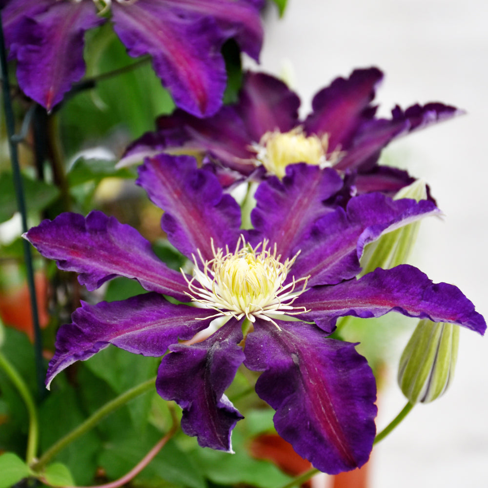 The Vagabond Clematis