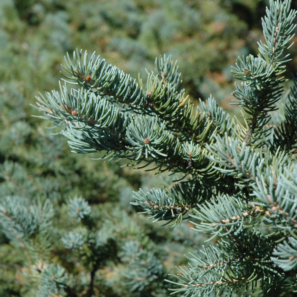 White Spruce