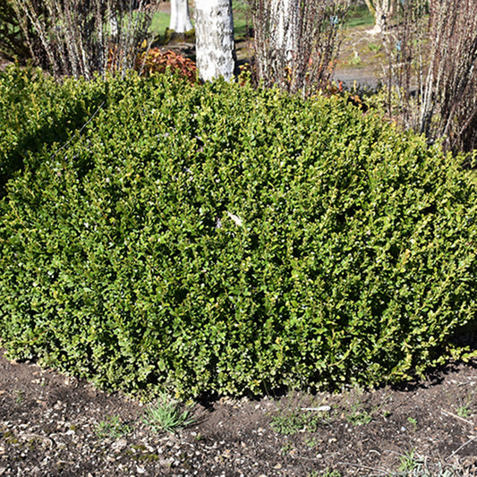 Winter Gem Boxwood