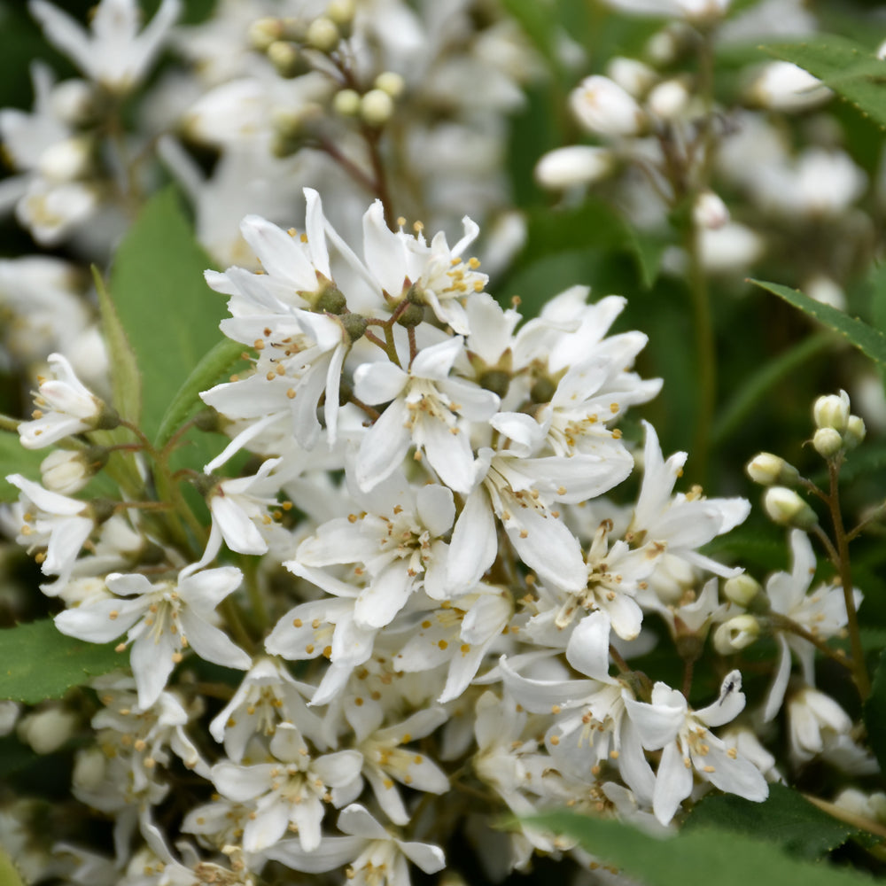 Yuki Snowflake Deutzia