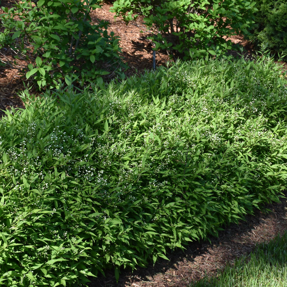 Yuki Snowflake Deutzia