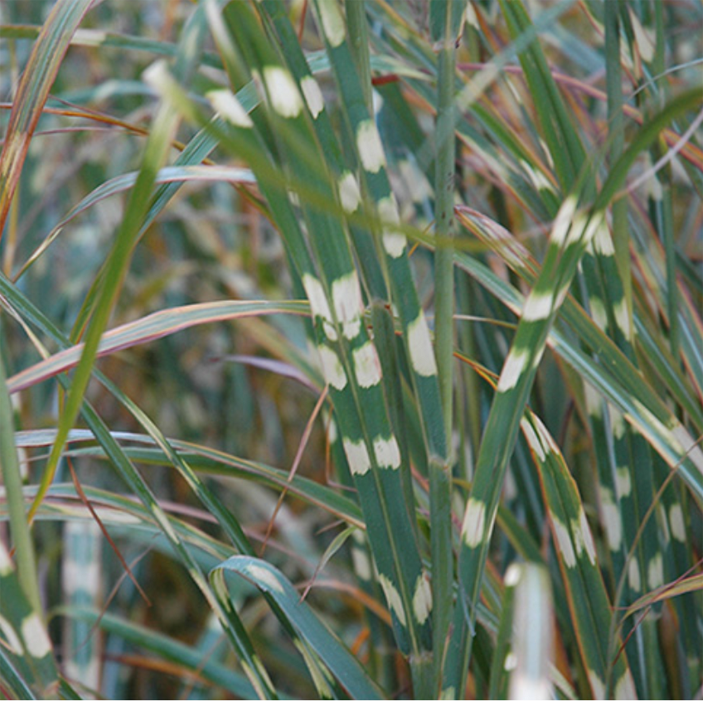 Zebra Grass